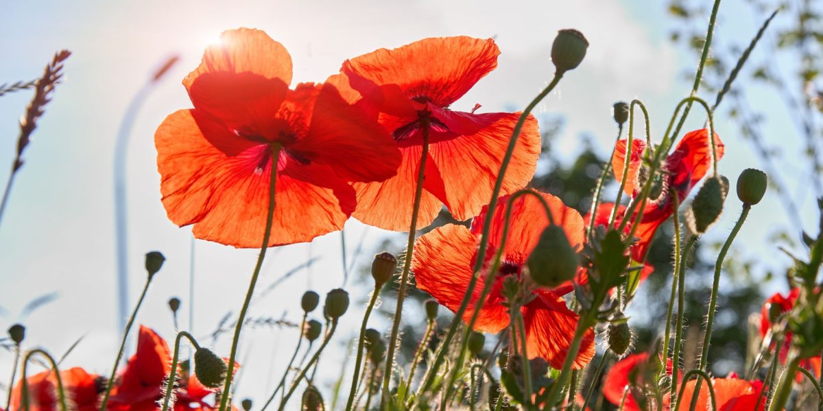 De ce se închid florile noaptea? Test de cultură generală