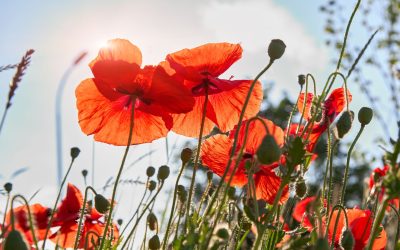 De ce se închid florile noaptea? Test de cultură generală