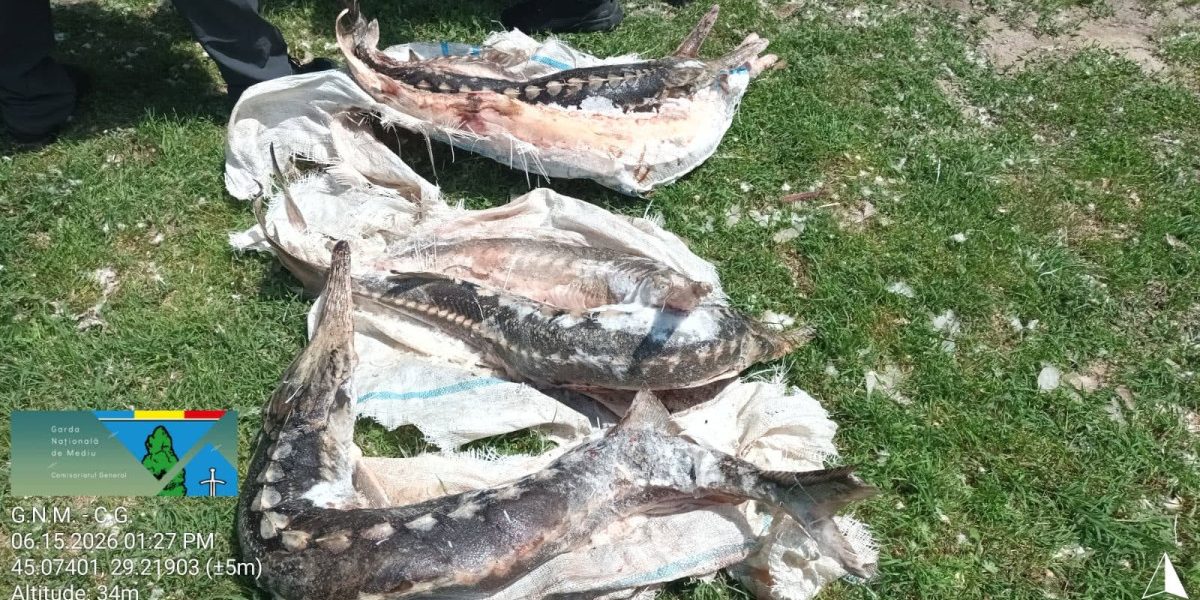 Delta: Sturioni, deversări ilegale și amenzi de miliarde