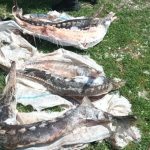 Delta: Sturioni, deversări ilegale și amenzi de miliarde