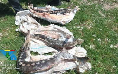 Delta: Sturioni, deversări ilegale și amenzi de miliarde