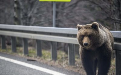 Nicușor Dan respinge legea urșilor, 800 de animale ar putea fi împușcate