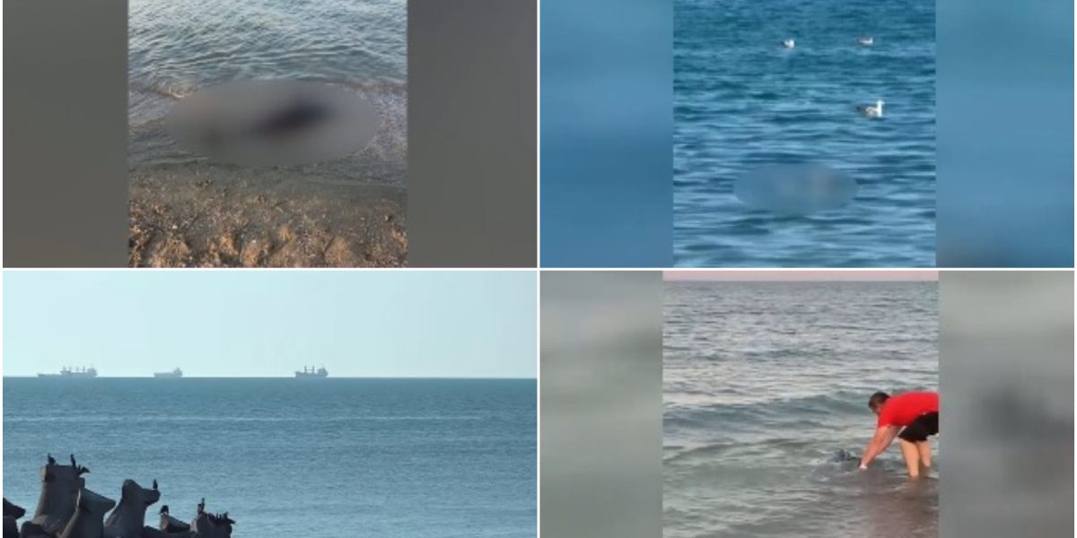 80 de delfini morți pe litoralul României: Cauzele șocului ecologic