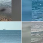 80 de delfini morți pe litoralul României: Cauzele șocului ecologic