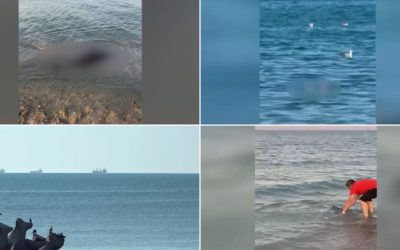 80 de delfini morți pe litoralul României: Cauzele șocului ecologic