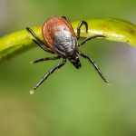 Căpușa te face alergic la carne: Pericol mortal