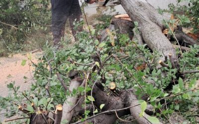 Furtună necruțătoare: Copaci rupți, mașini distruse în 6 județe