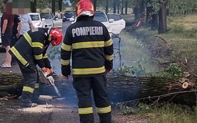 Vânt puternic în Oradea și pe drumul spre Hidișelu, copaci doborâți