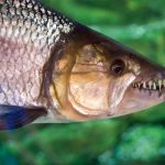 Pescuit imposibil: Ce pește prinde păsări din zbor?