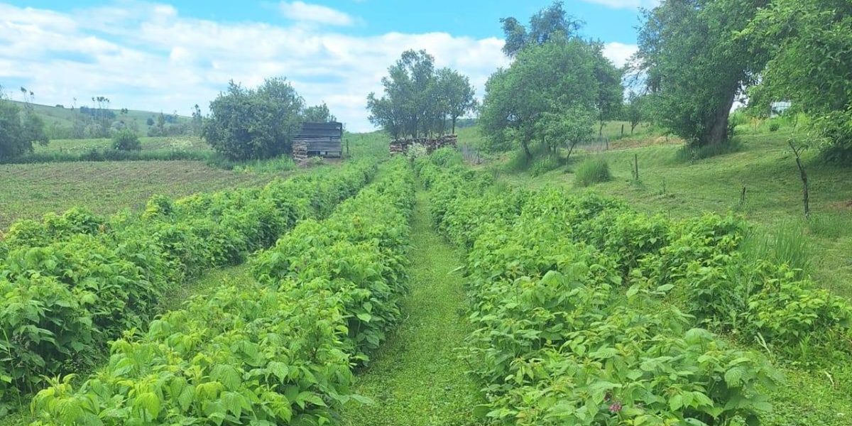 Joburi în Europa: 50€/zi, cazare și masă asigurate