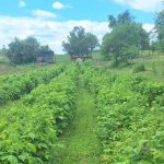 Joburi în Europa: 50€/zi, cazare și masă asigurate
