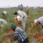 Sud Italia: Muncitori migranți, ținuți în condiții de sclavie modernă