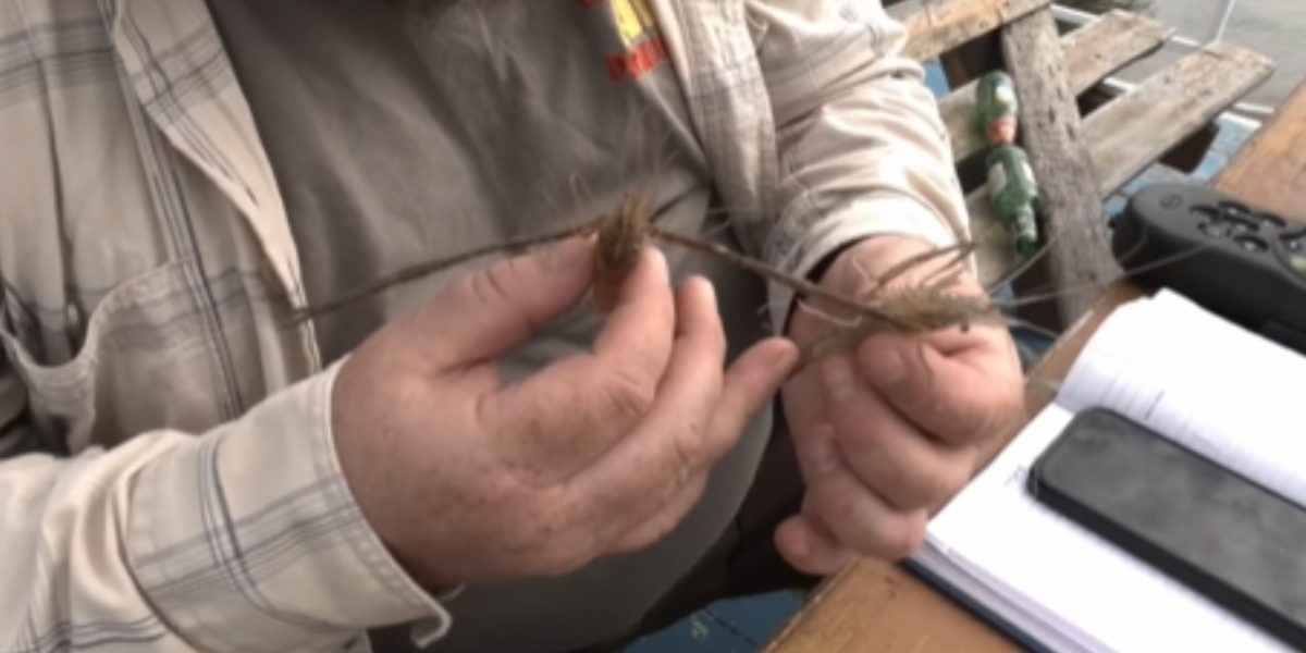 Invazie asiatică în Dunărea mică: Crevete periculos