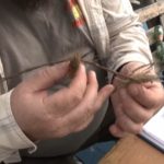 Invazie asiatică în Dunărea mică: Crevete periculos