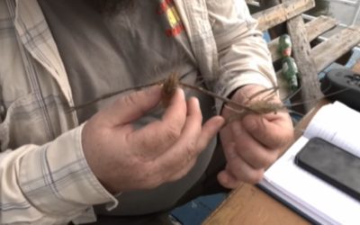 Invazie asiatică în Dunărea mică: Crevete periculos