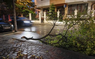 București: Vijelia a dărâmat 101 copaci