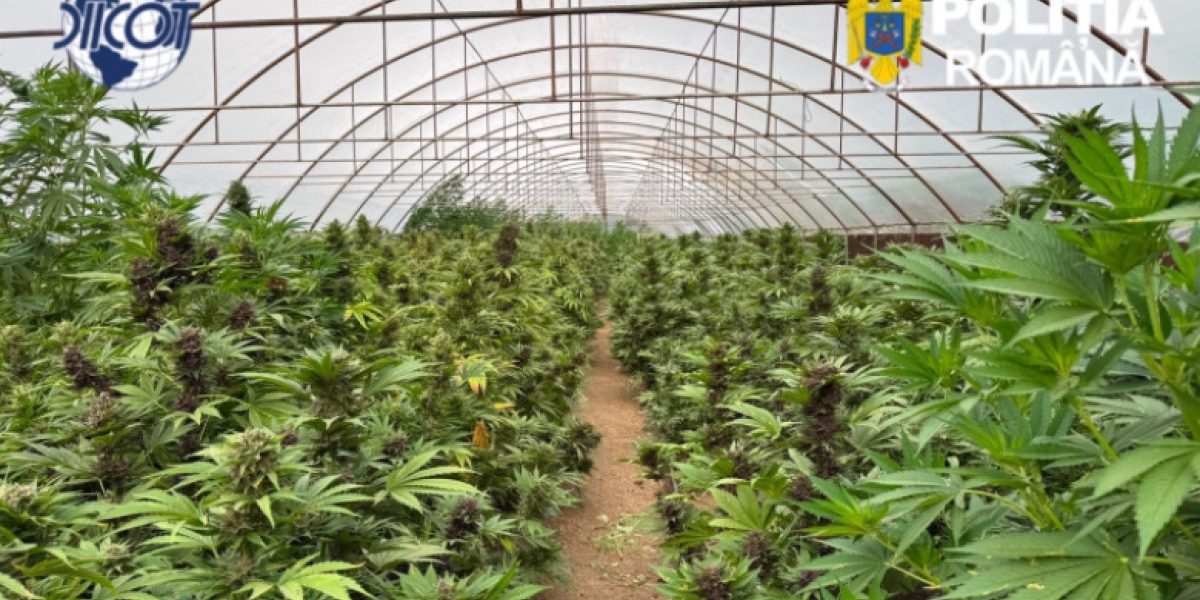 Record de canabis în Neamț: 2.600 de plante și laborator clandestin