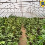 Record de canabis în Neamț: 2.600 de plante și laborator clandestin
