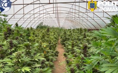 Record de canabis în Neamț: 2.600 de plante și laborator clandestin
