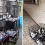 Pisici, sute salvate din două blocuri din Sectorul 2