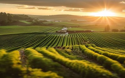 România cultivă mai mult: +40.000 ha în agricultura anului trecut