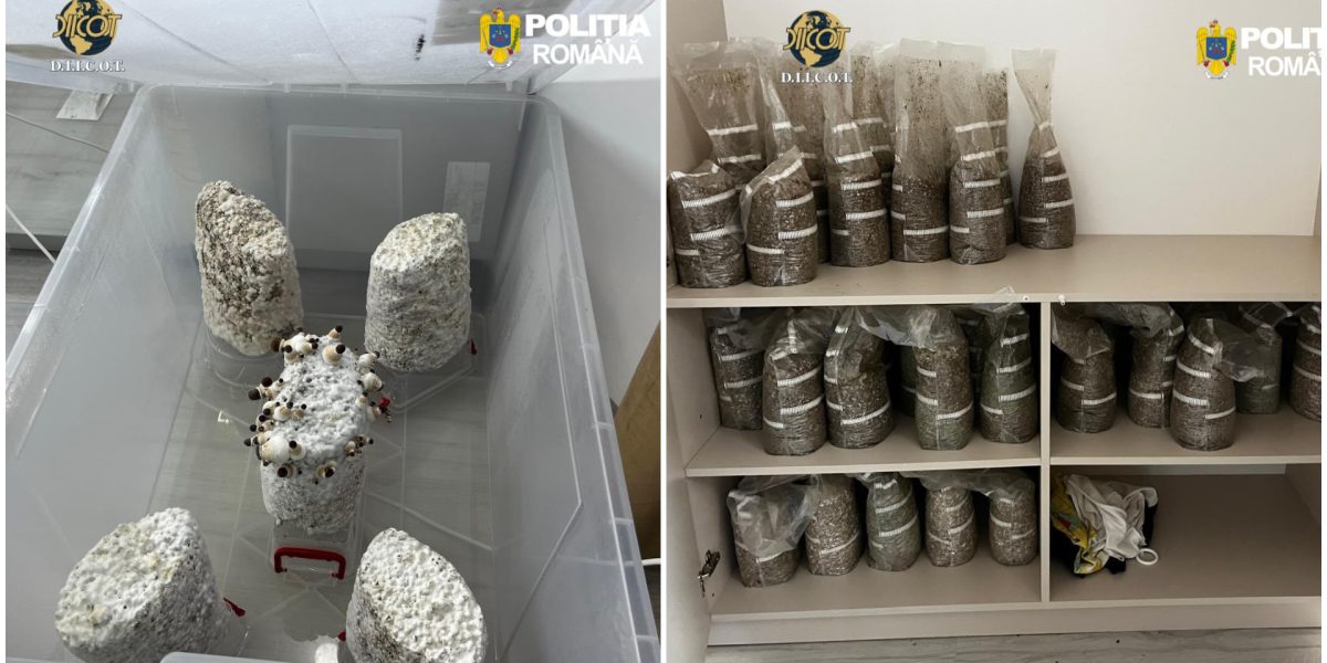 Trei reținuți în dosar de droguri și ciuperci halucinogene