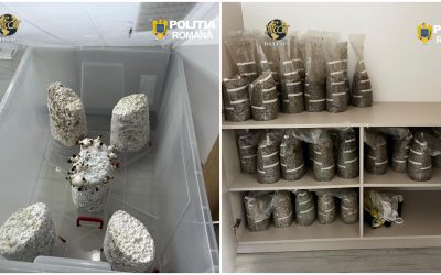 Trei reținuți în dosar de droguri și ciuperci halucinogene