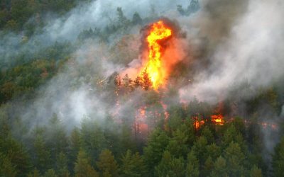 Fontainebleau arde! Pădurea emblematică, distrusă lângă Paris