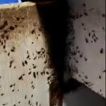 București asediat de ploșnițe: Românii scapă de mobilă și apartamente