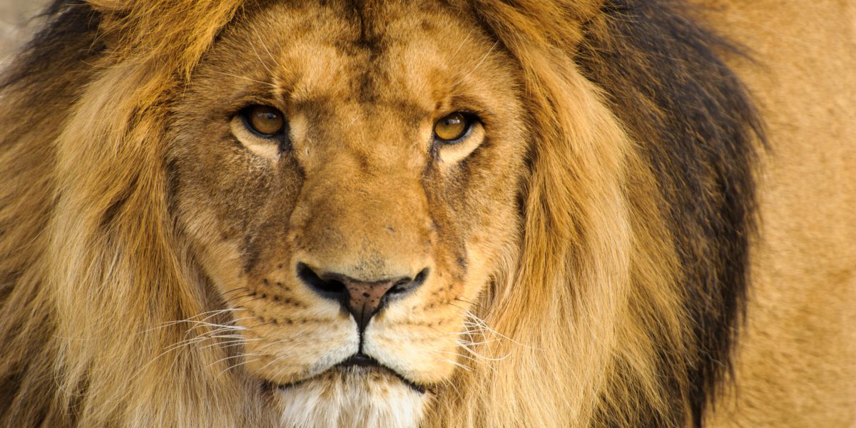 Prădător din Africa, nou rege al fricii: Nu-i leul!