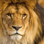 Prădător din Africa, nou rege al fricii: Nu-i leul!