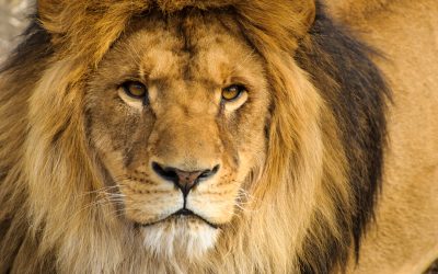 Prădător din Africa, nou rege al fricii: Nu-i leul!