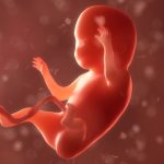 Fătul conștient: Răspunsul e mai aproape ca niciodată