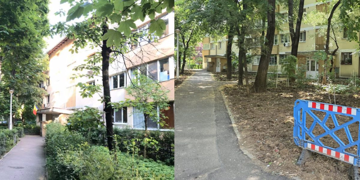 Primăria S1 explică tăierile din Pădurea Pajura: „Nu afectează spațiul verde”