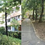 Primăria S1 explică tăierile din Pădurea Pajura: „Nu afectează spațiul verde”