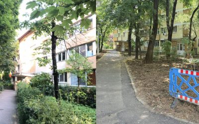 Primăria S1 explică tăierile din Pădurea Pajura: „Nu afectează spațiul verde”