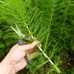 Iulie-florile din iulie: Putere maximă pentru sănătate