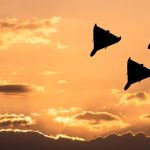 Polonia, ținta Rusiei? Drone ucrainene capturate, coșmar NATO
