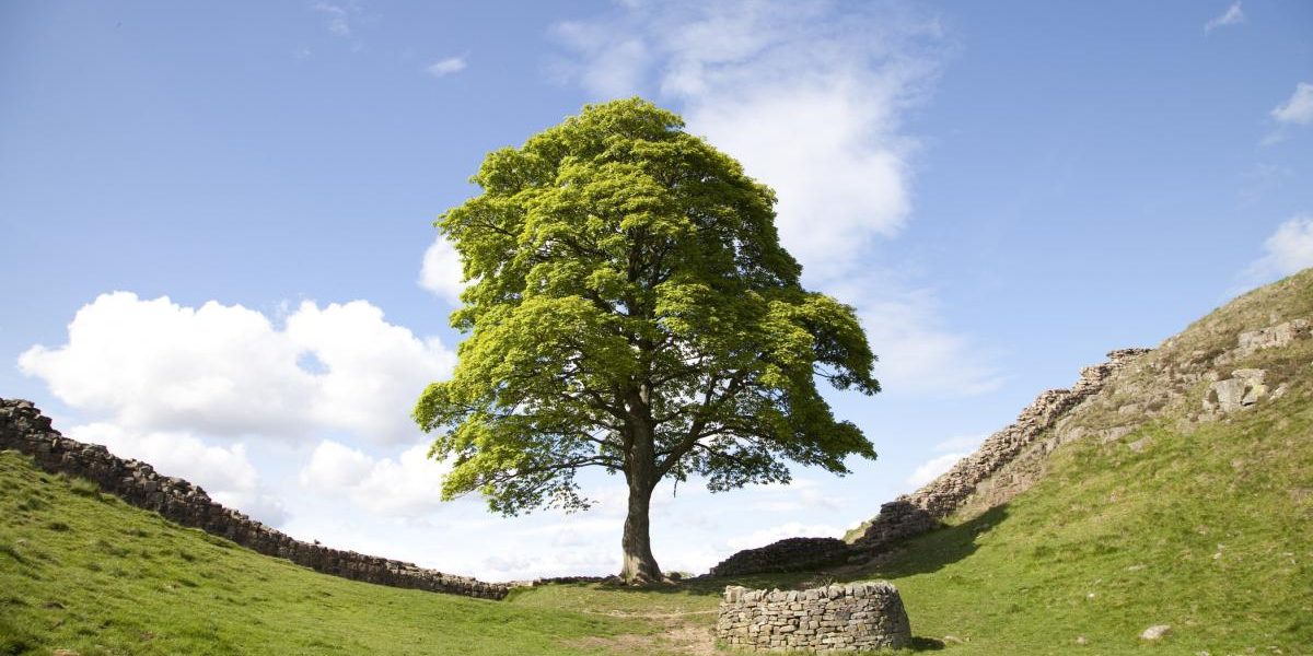 Lăstarul Sycamore furat de pe un domeniu regal