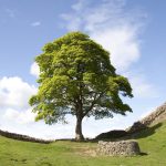 Lăstarul Sycamore furat de pe un domeniu regal