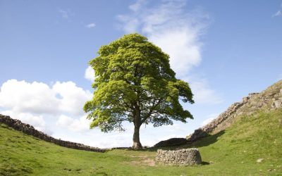 Lăstarul Sycamore furat de pe un domeniu regal