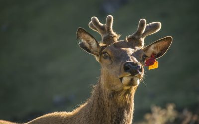 Mister în Norvegia: Morți neobișnuite de reni, fenomen inexplicabil