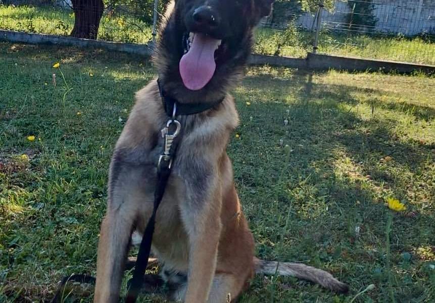 Câine respins de Poliție, adoptat în minutel