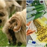 Subvenție APIA de 14,61 euro/cap ovină pentru furaje!