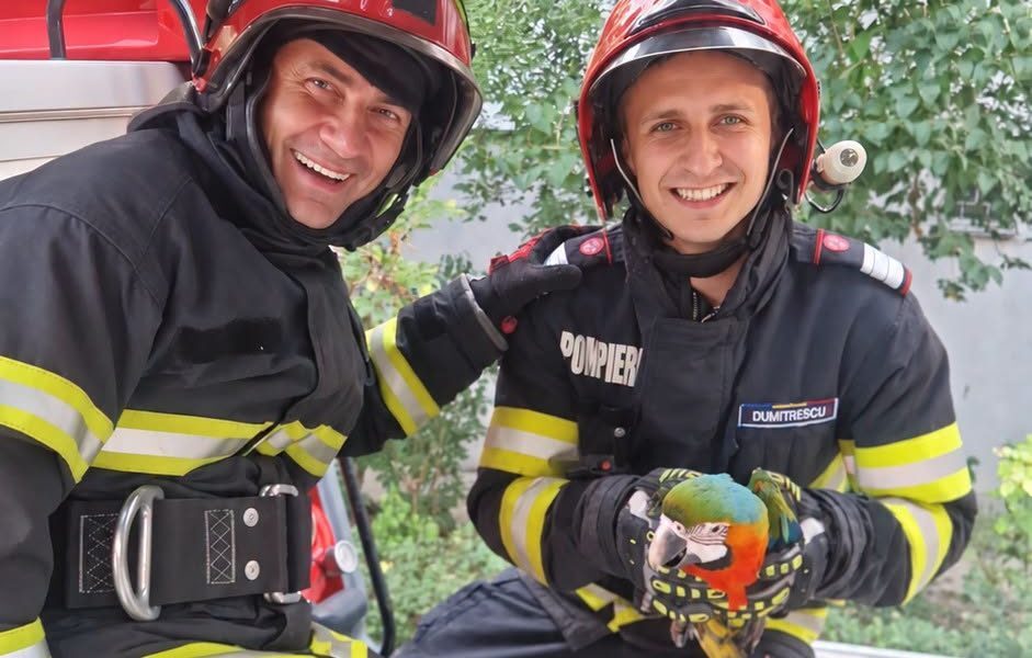Pompierii din Tulcea salvează un pui de papagal
