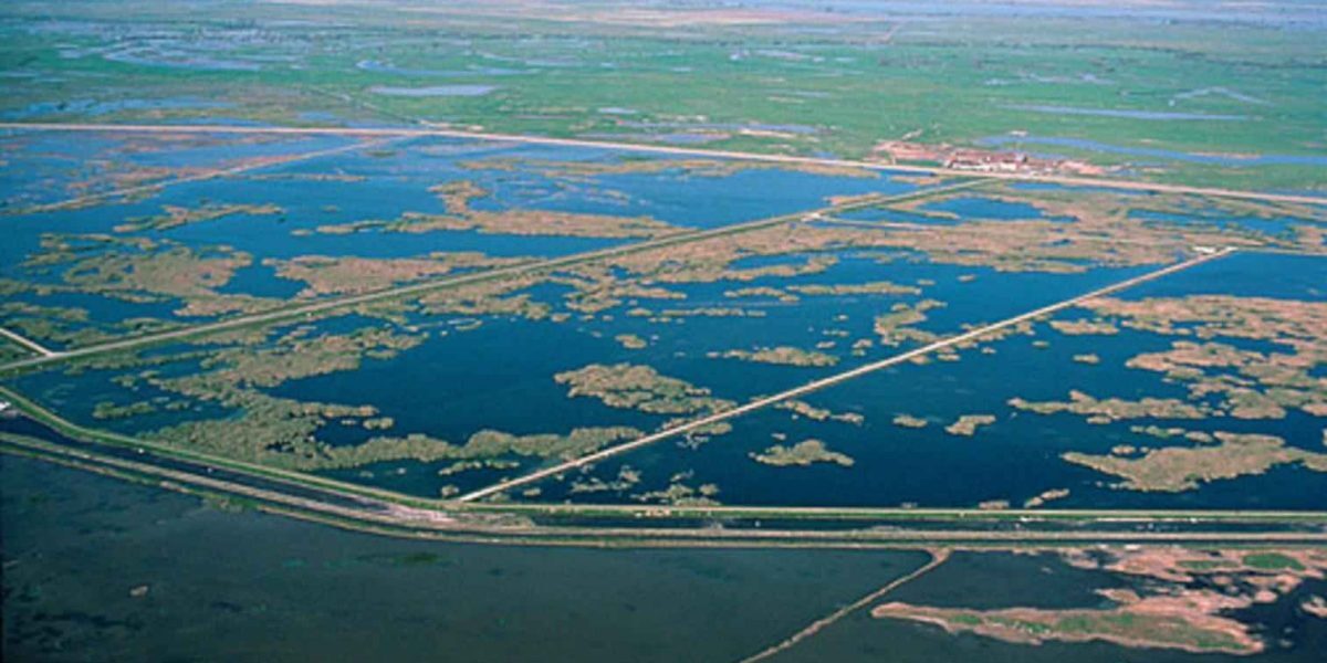 Paradisul păsărilor din SUA, distrus de un dezastru ecologic