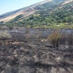 Incendiu violent în Vaslui: 12 hectare distruse, șapte case scapă ca prin minune