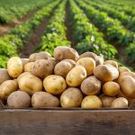 Agricultura, scutită de ciuperci periculoase în curând