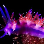 Animale mov rare: 9 vietăți uimitoare ce sfidează natura
